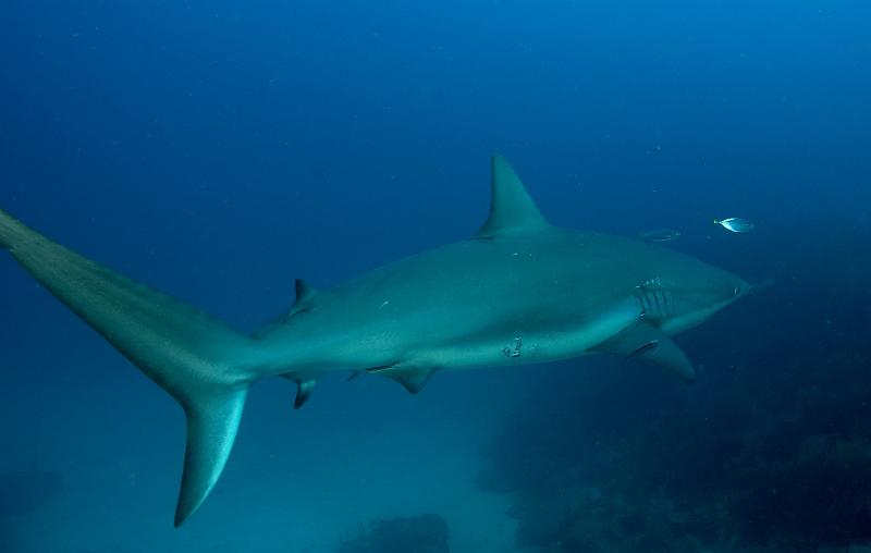 St Martin shark hotel 20 aout 2010_16.jpg